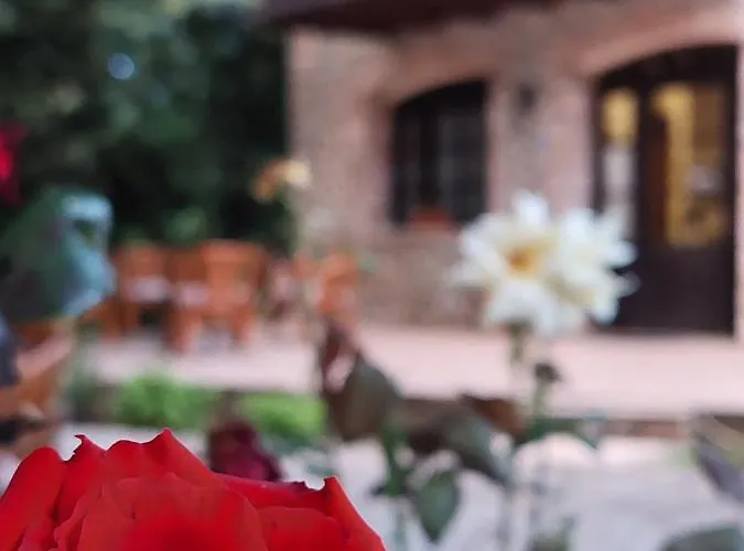 Allotino - Cafe & Snacks